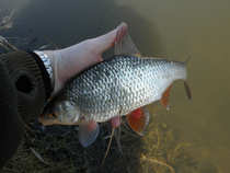 foto/diskuze/z_lovu/2012/th-img47801.jpg