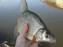 foto/diskuze/z_lovu/2012/th-img47802.jpg
