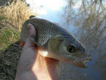 foto/diskuze/z_lovu/2012/th-img47803.jpg