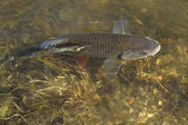 foto/diskuze/z_lovu/2012/th-img47805.jpg