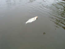 foto/diskuze/z_lovu/2012/th-img47829.jpg