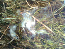 foto/diskuze/z_lovu/2012/th-img47834.jpg