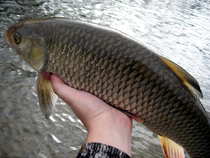 foto/diskuze/z_lovu/2012/th-img47845.jpg