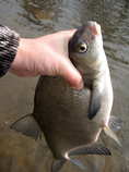 foto/diskuze/z_lovu/2012/th-img47847.jpg