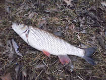 foto/diskuze/z_lovu/2012/th-img47867.jpg