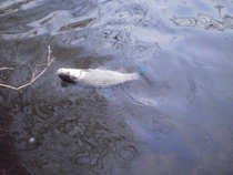 foto/diskuze/z_lovu/2012/th-img47868.jpg