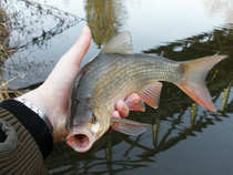 foto/diskuze/z_lovu/2012/th-img47870.jpg