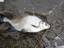 foto/diskuze/z_lovu/2012/th-img47879.jpg