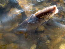 foto/diskuze/z_lovu/2012/th-img47891.jpg