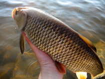foto/diskuze/z_lovu/2012/th-img47892.jpg