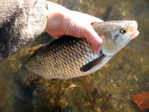 foto/diskuze/z_lovu/2012/th-img47893.jpg