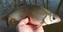 foto/diskuze/z_lovu/2012/th-img47901.jpg
