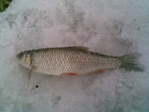 foto/diskuze/z_lovu/2012/th-img47904.jpg
