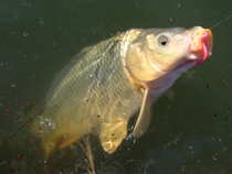 foto/diskuze/z_lovu/2012/th-img47912.jpg