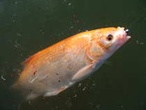 foto/diskuze/z_lovu/2012/th-img47913.jpg