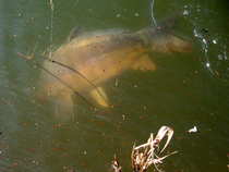 foto/diskuze/z_lovu/2012/th-img47916.jpg