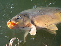 foto/diskuze/z_lovu/2012/th-img47917.jpg