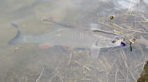 foto/diskuze/z_lovu/2012/th-img47920.jpg