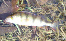 foto/diskuze/z_lovu/2012/th-img47925.jpg