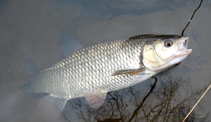 foto/diskuze/z_lovu/2012/th-img47946.jpg