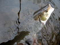 foto/diskuze/z_lovu/2012/th-img47948.jpg