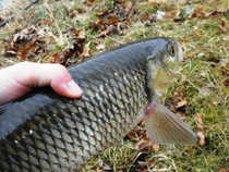 foto/diskuze/z_lovu/2012/th-img47958.jpg