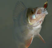 foto/diskuze/z_lovu/2012/th-img47961.jpg