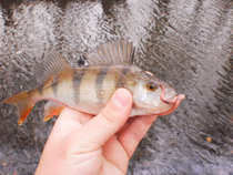 foto/diskuze/z_lovu/2012/th-img47966.jpg