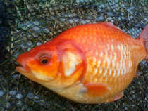 foto/diskuze/z_lovu/2012/th-img47969.jpg