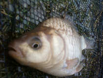 foto/diskuze/z_lovu/2012/th-img47970.jpg