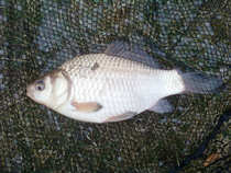 foto/diskuze/z_lovu/2012/th-img47971.jpg
