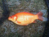 foto/diskuze/z_lovu/2012/th-img47972.jpg
