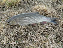 foto/diskuze/z_lovu/2012/th-img48004.jpg