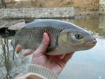 foto/diskuze/z_lovu/2012/th-img48006.jpg