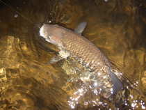 foto/diskuze/z_lovu/2012/th-img48007.jpg