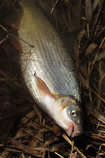 foto/diskuze/z_lovu/2012/th-img48010.jpg