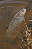 foto/diskuze/z_lovu/2012/th-img48011.jpg