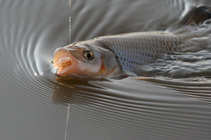foto/diskuze/z_lovu/2012/th-img48012.jpg
