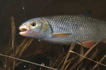 foto/diskuze/z_lovu/2012/th-img48013.jpg