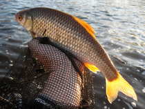 foto/diskuze/z_lovu/2012/th-img48017.jpg