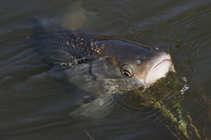 foto/diskuze/z_lovu/2012/th-img48030.jpg