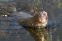 foto/diskuze/z_lovu/2012/th-img48031.jpg