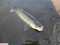 foto/diskuze/z_lovu/2012/th-img48036.jpg