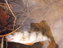 foto/diskuze/z_lovu/2012/th-img48044.jpg