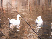 foto/diskuze/z_lovu/2012/th-img48046.jpg