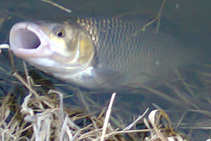 foto/diskuze/z_lovu/2012/th-img48048.jpg