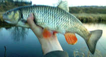 foto/diskuze/z_lovu/2012/th-img48049.jpg
