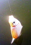 foto/diskuze/z_lovu/2012/th-img48051.jpg