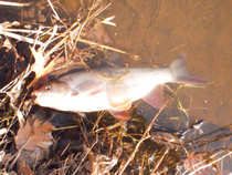 foto/diskuze/z_lovu/2012/th-img48076.jpg