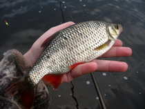 foto/diskuze/z_lovu/2012/th-img48087.jpg